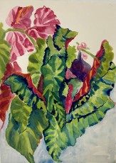 Angel Wings no. 5, 2004, 77 x 56 cms, watercolour